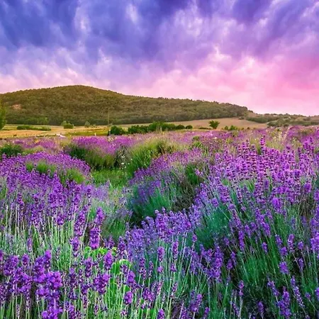 In - Balaton 51544 *